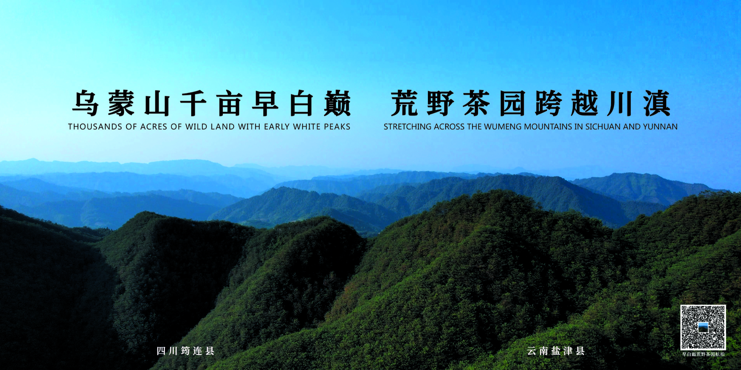 早白巅·有机荒野红茶茶园风光 - 四川早白巅茶业有限公司官方网站首屏视觉