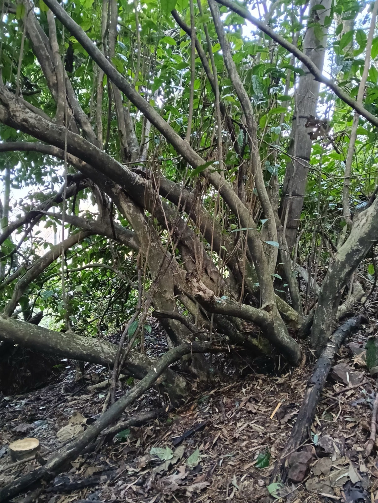 古茶树