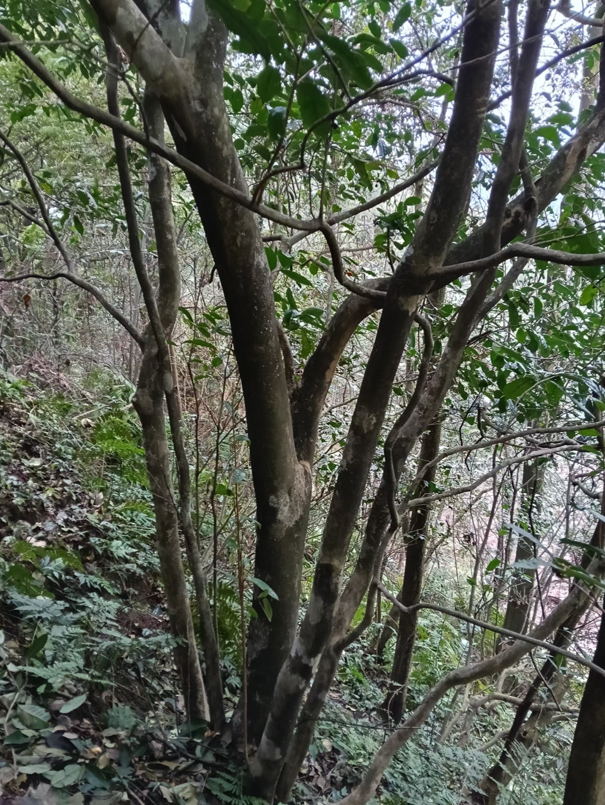 古茶树