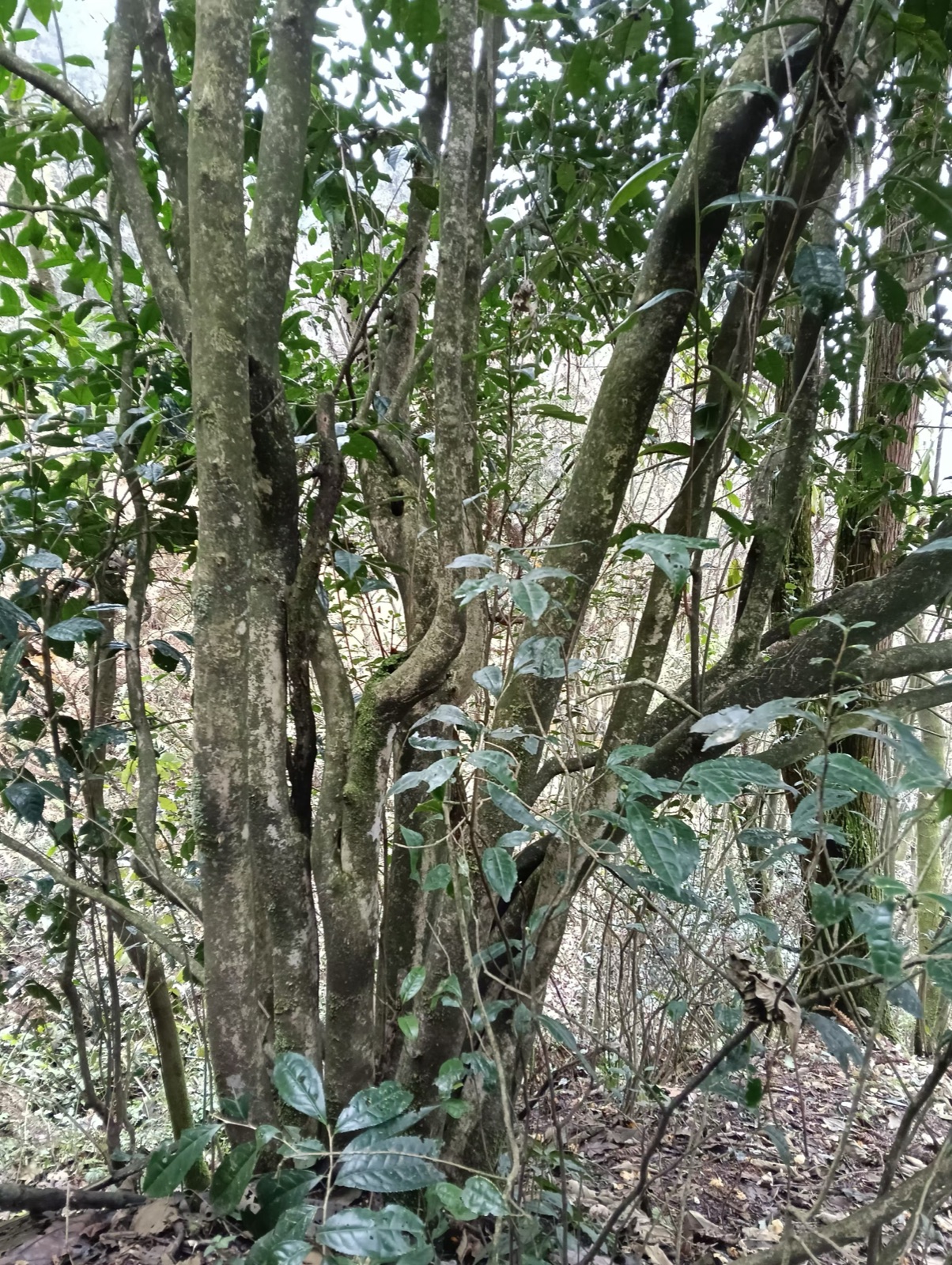 古茶树