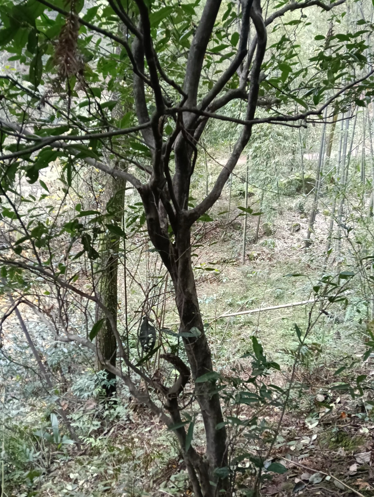 古茶树