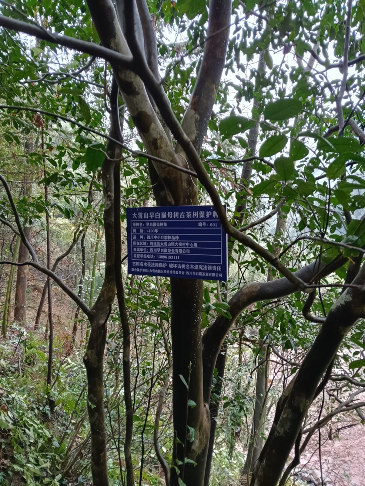古茶树