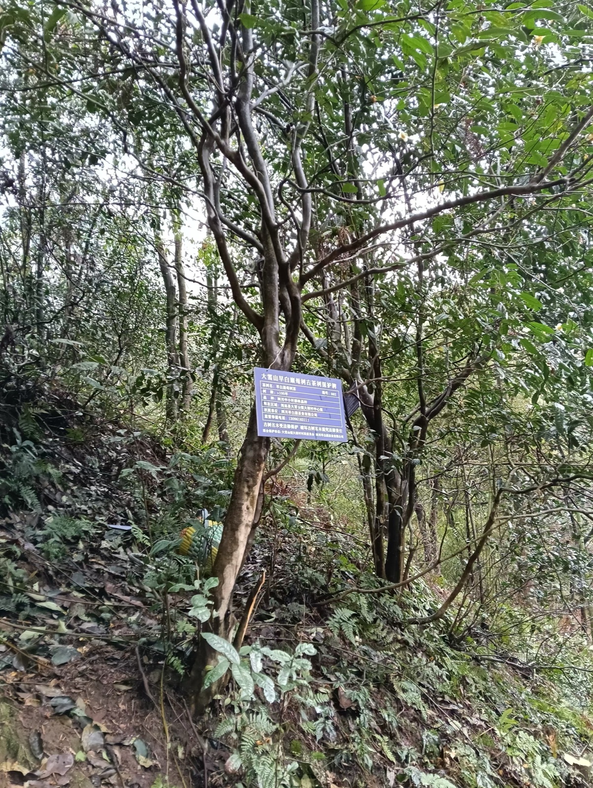 古茶树