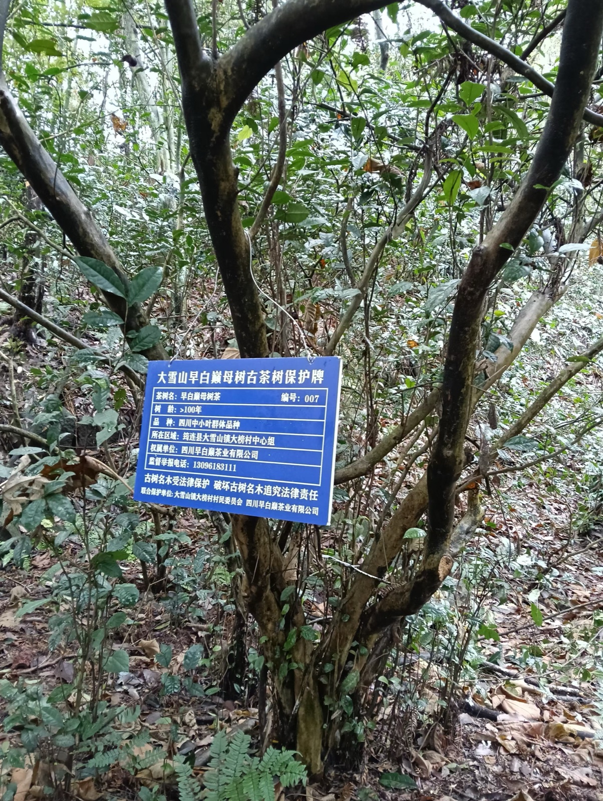 古茶树