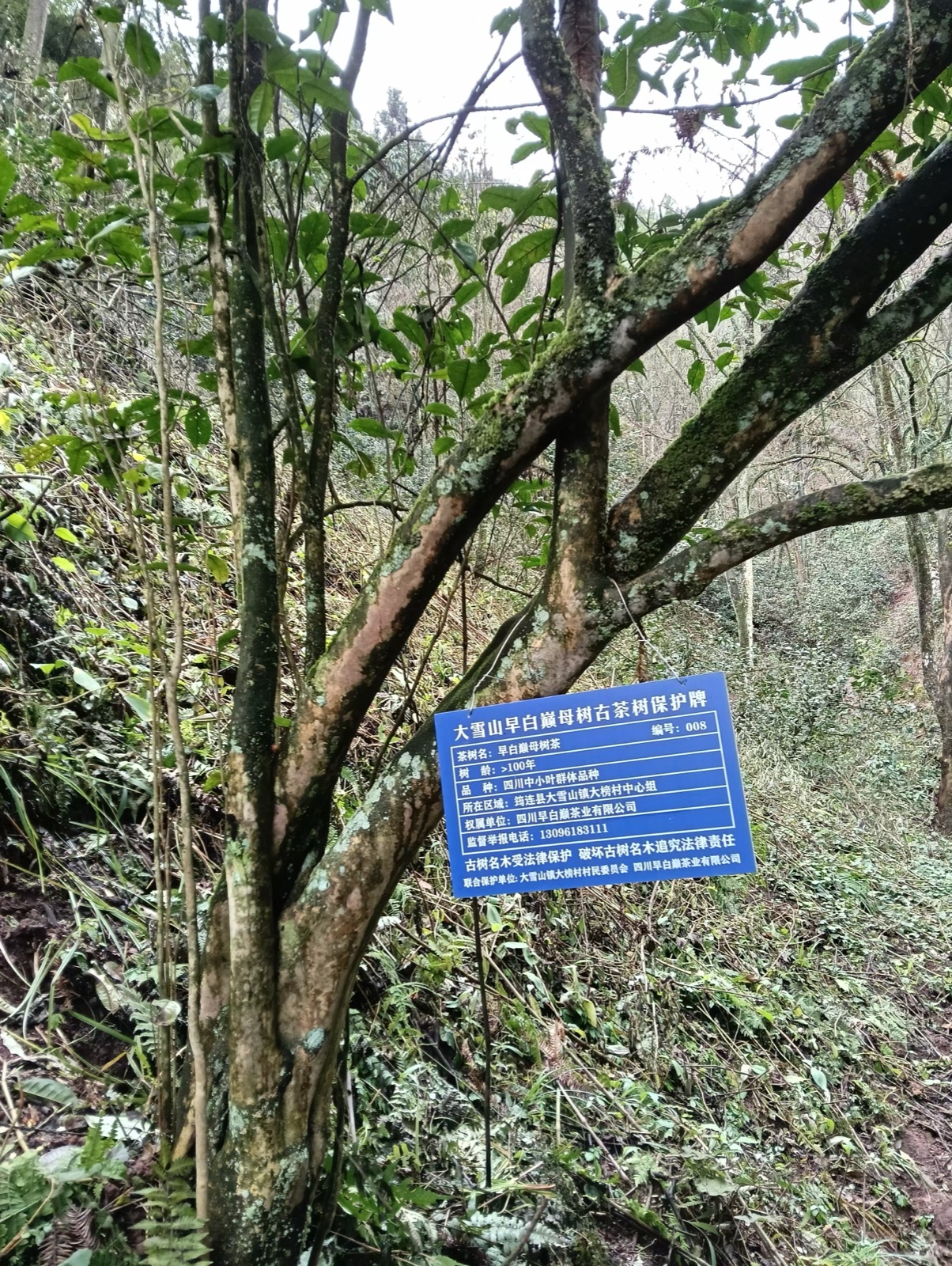 古茶树