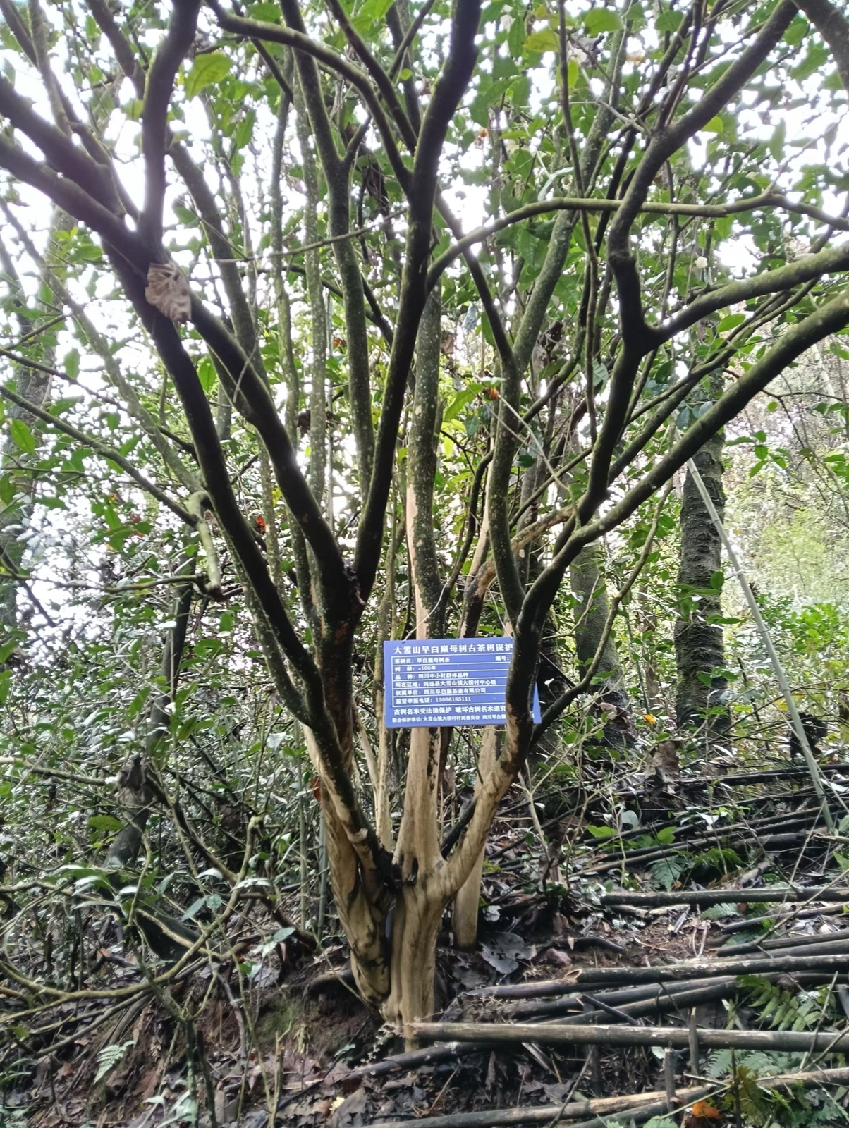 古茶树