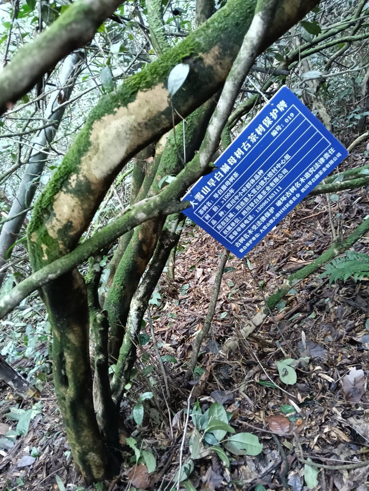 古茶树