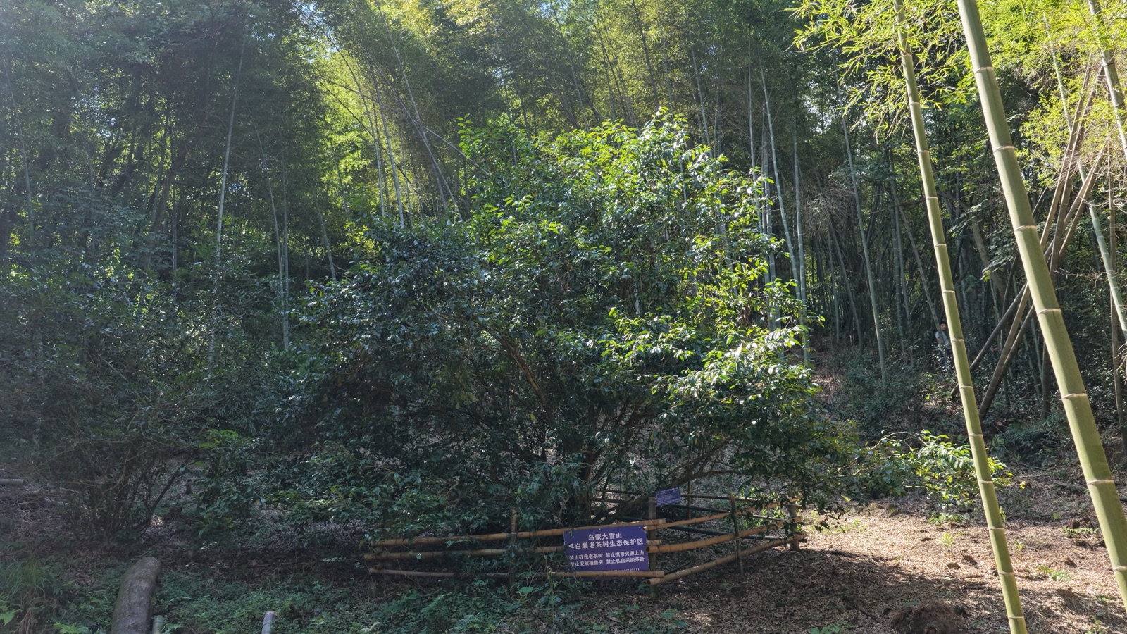600年早白巅茶树王