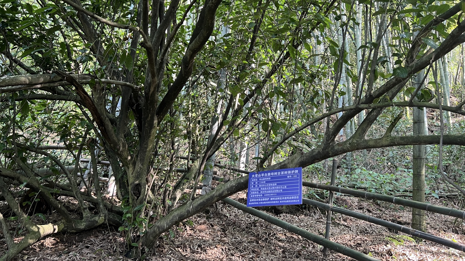 古茶树