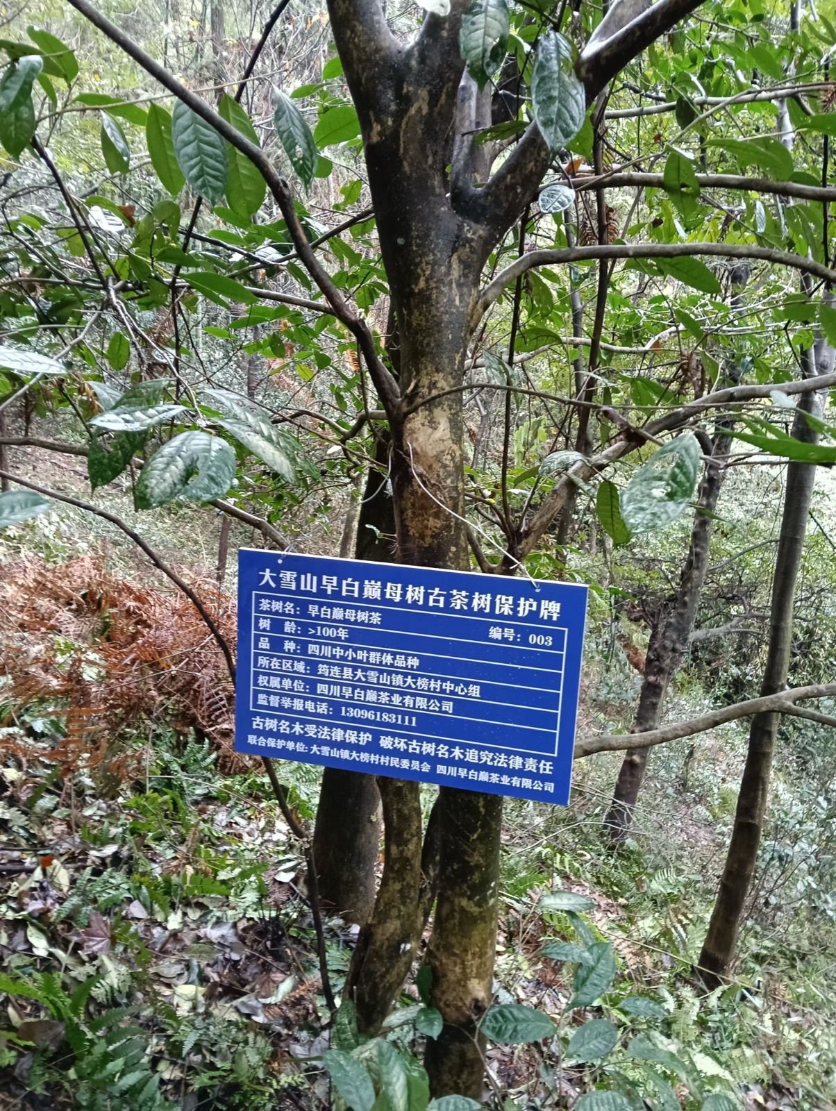 古茶树