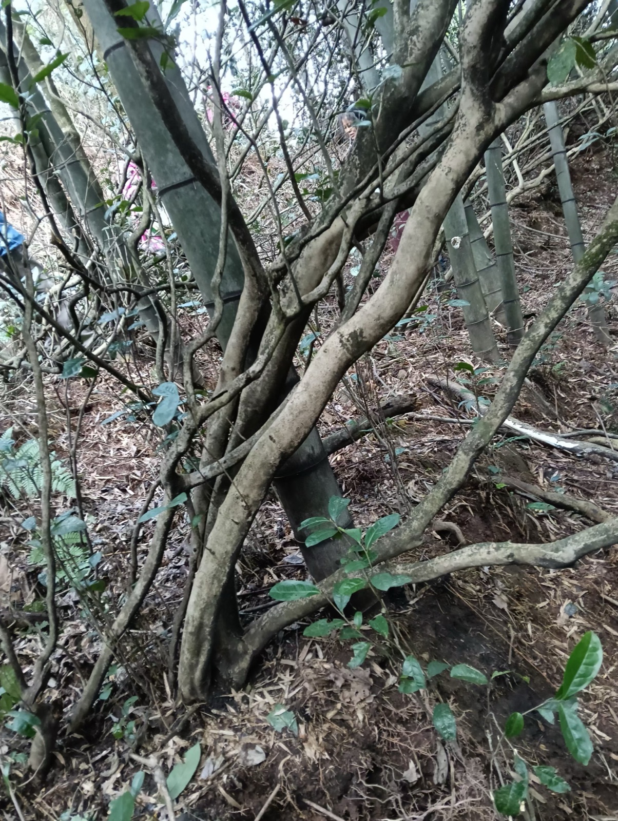 古茶树