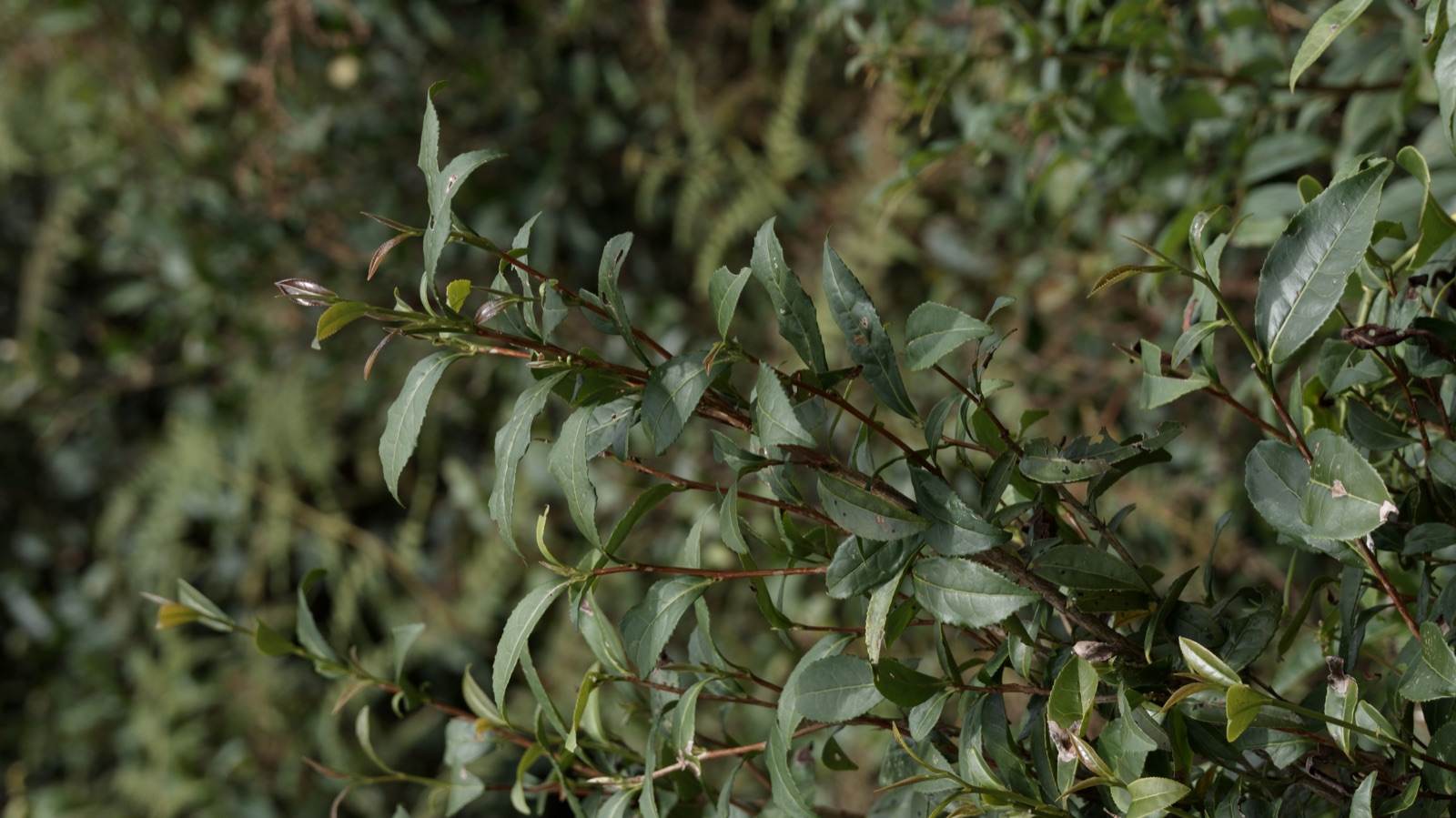 荒野茶芽