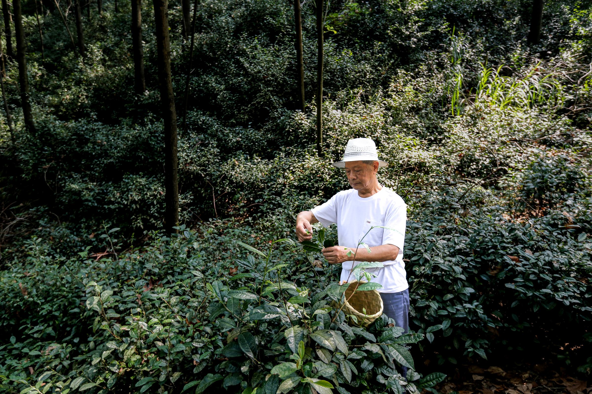 早白巅·有机荒野红茶茶园风光 - 四川早白巅茶业有限公司官方网站首屏视觉